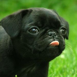 Meet your Posher, Layla